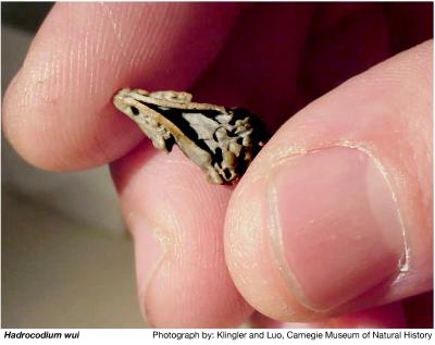 Photograph of the tiny fossil skull of Hadrocodium wui held between two fingers.