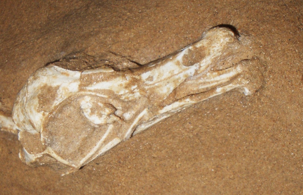 Photograph of the fossil skull of Halszkaraptor escuilliei, showing a narrow flattened snout and compressed bone against sandy matrix.