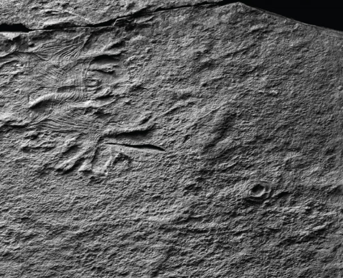 Photograph of the Haootia quadriformis holotype fossil impression from Newfoundland, showing faint branching fibre bundles preserved on a textured rock slab.