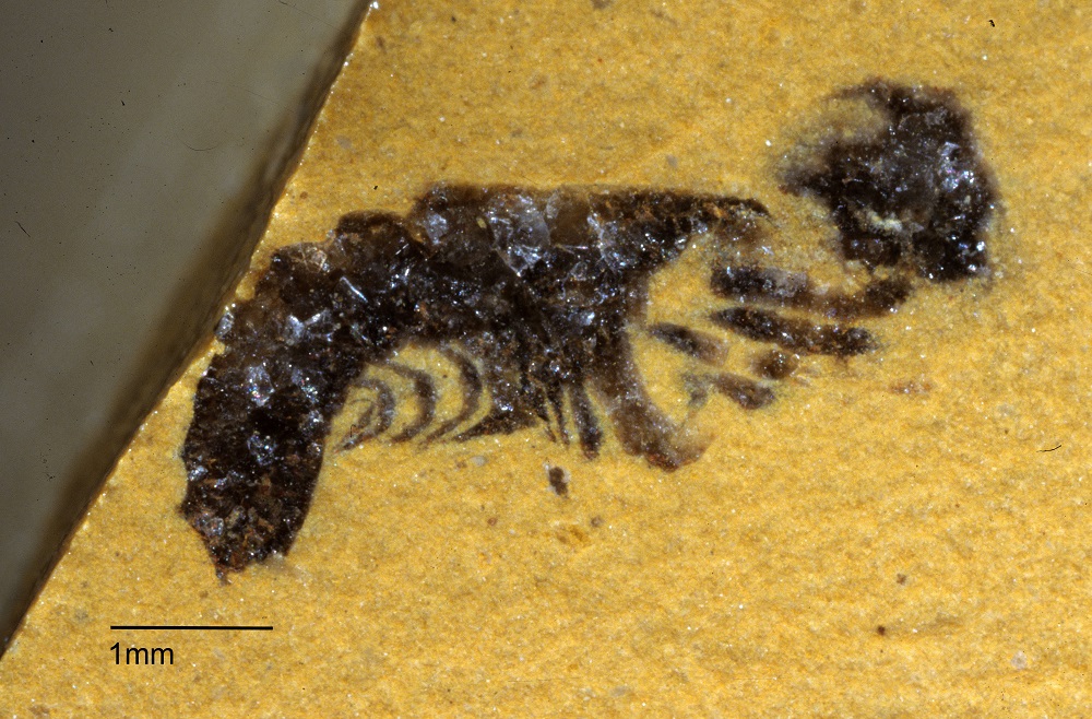 Close-up photograph of an Offacolus kingi fossil preserved inside a split Herefordshire nodule.