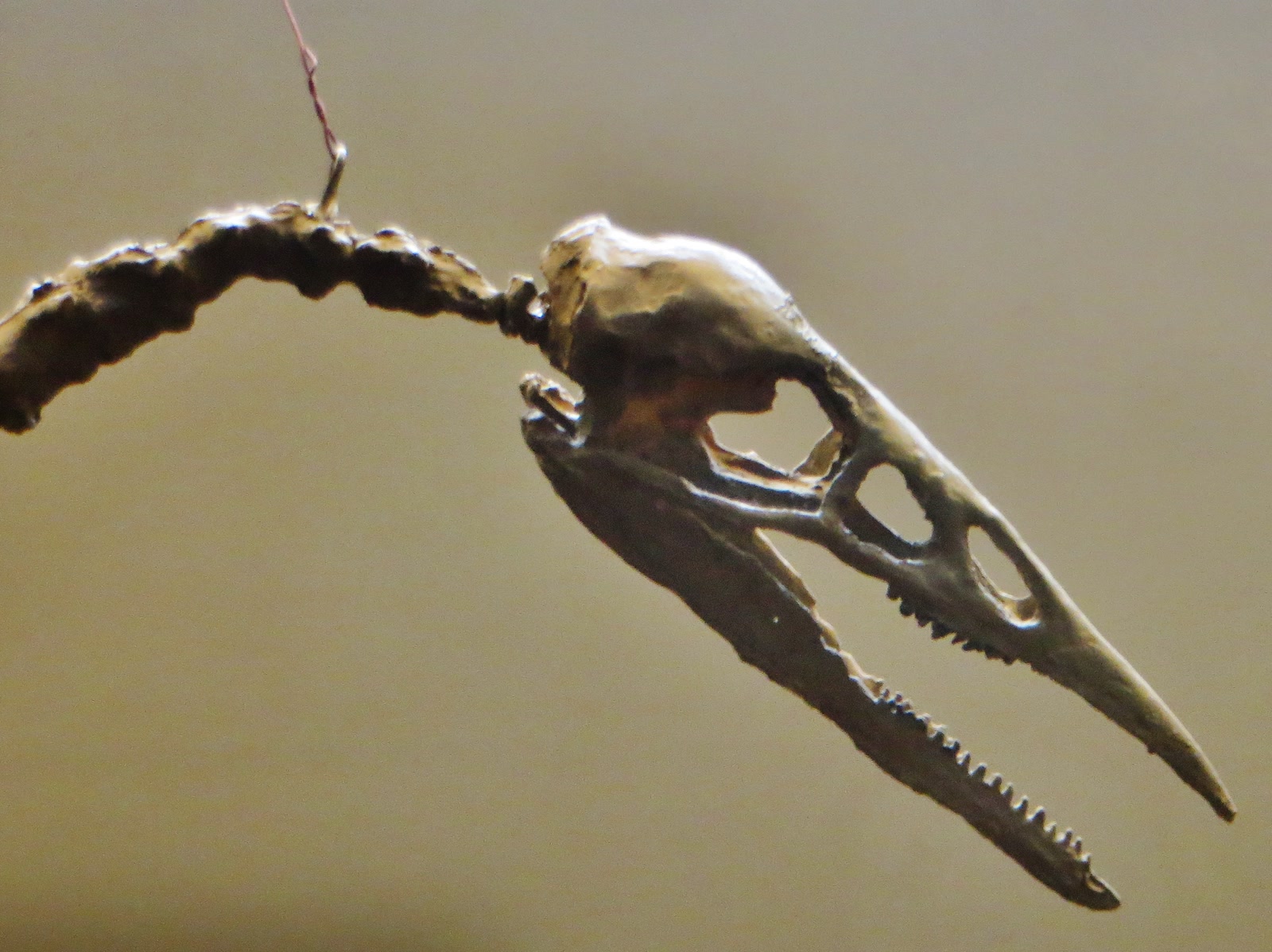 Photograph of an Ichthyornis dispar skull and neck fossil specimen, showing the toothed jaws and slender cervical vertebrae against a dark display background.