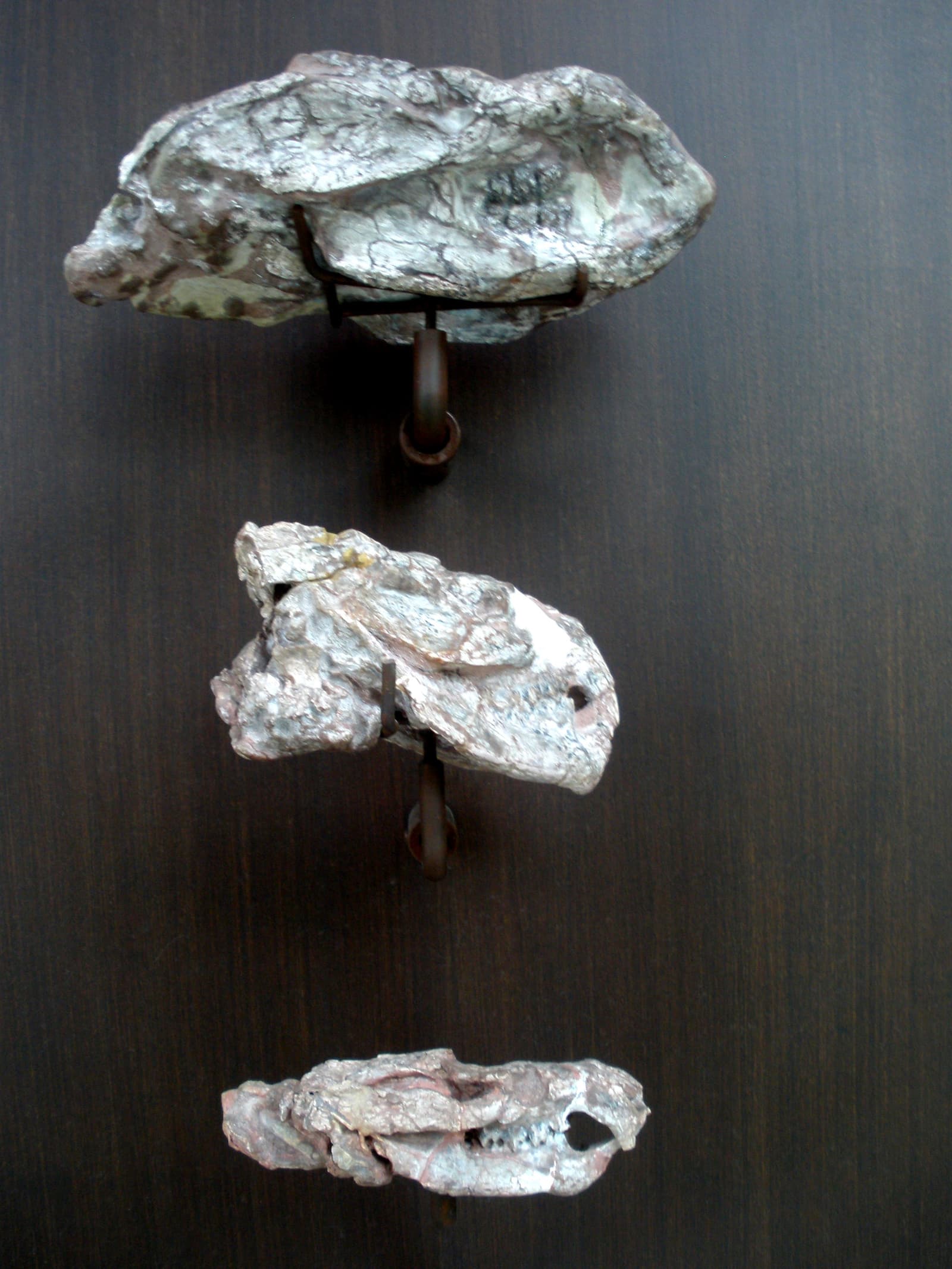Photograph of Kayentatherium fossil skulls displayed in a museum case at the American Museum of Natural History.