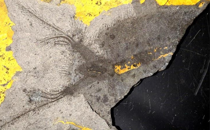 Photograph of a Kerygmachela kierkegaardi fossil from Sirius Passet, showing the flattened body impression and paired frontal appendages on a broken rock slab.