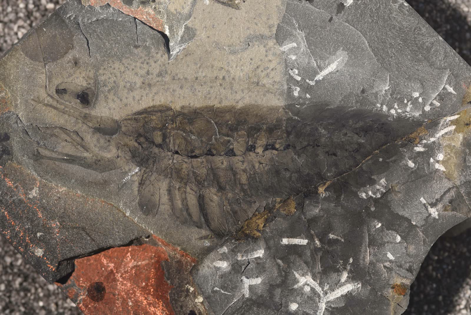 Photograph of a Leanchoilia superlata fossil specimen from the Burgess Shale, showing a flattened arthropod body and long anterior appendage traces on dark shale.