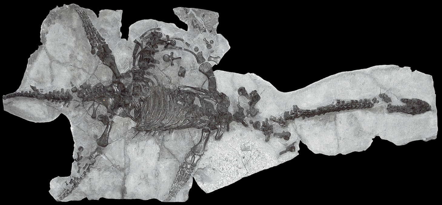 Photograph of Mary Anning's Plesiosaurus dolichodeirus fossil specimen displayed as a dark skeleton in a museum case.