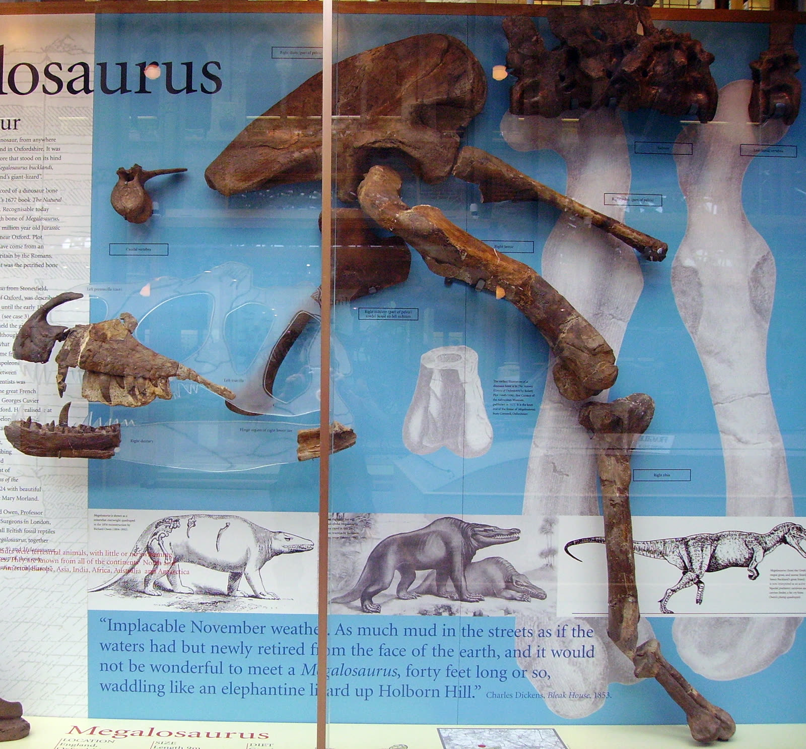 Museum display photograph of Megalosaurus bucklandii jaw and associated fossil material at the Oxford University Museum of Natural History.