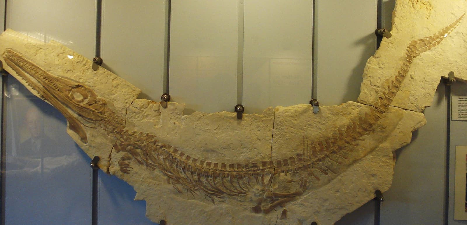 Cricosaurus albersdoerferi 化石骨架照片，标本展示在浅色石板上，可见头骨、躯干、四肢和长尾。