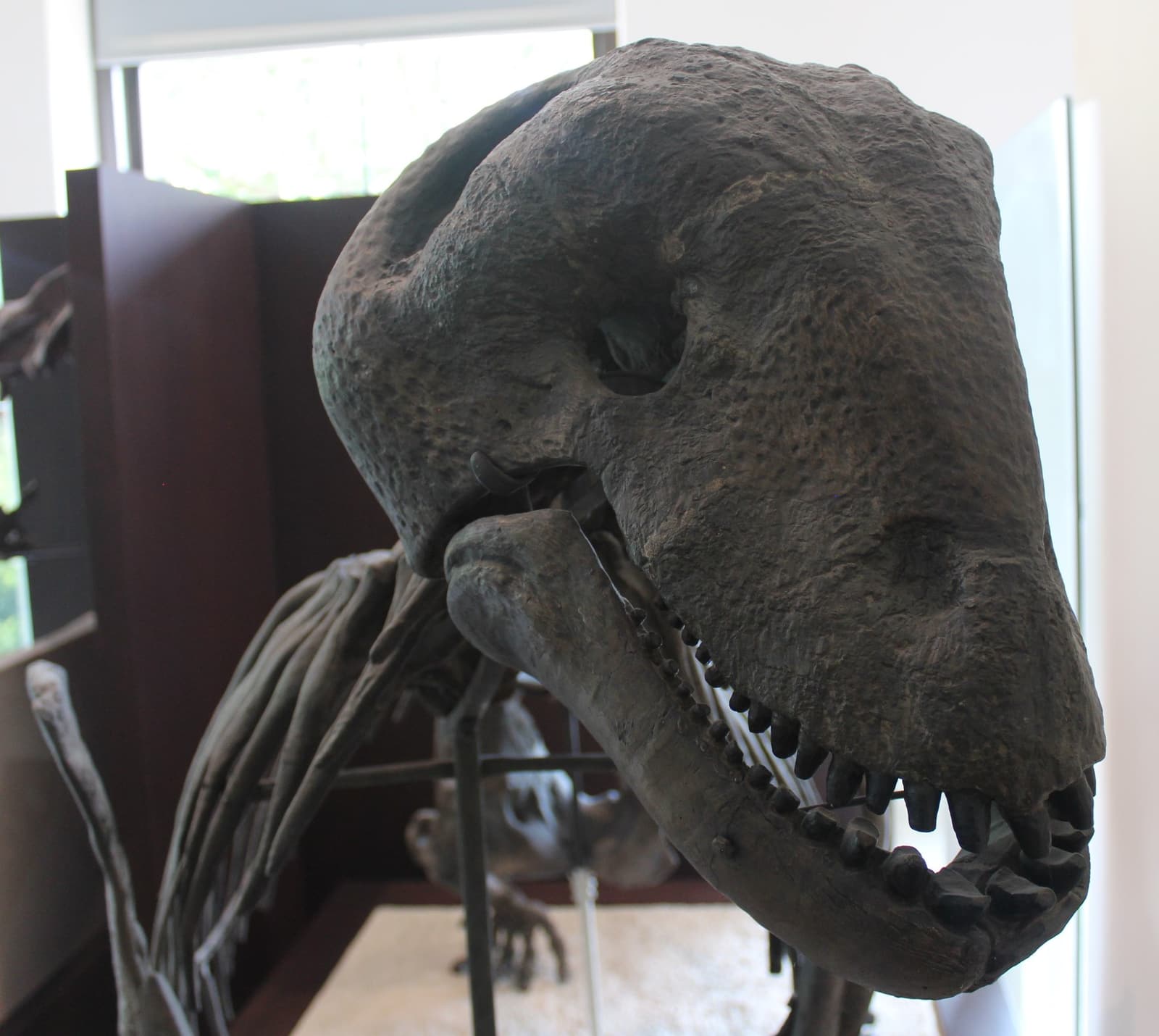 Photograph of a Moschops capensis skull and skeleton on display at the American Museum of Natural History.