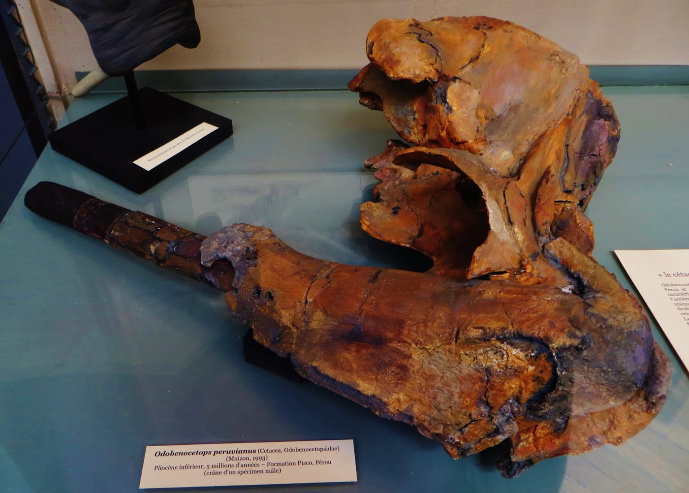 Photograph of an Odobenocetops peruvianus skull display with a large tusk projecting from the right side of the fossil skull.