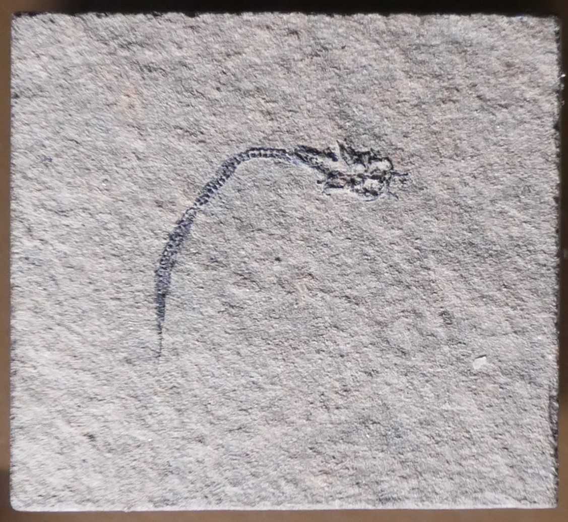 辛辛那提博物馆中心展出的一件小型 Palaeospondylus gunni 化石照片，化石位于浅色石板上。