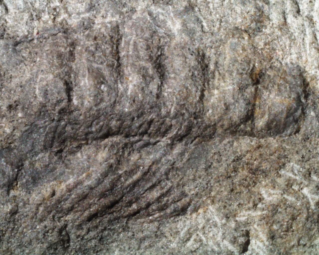 Photomicrograph of the Pneumodesmus newmani holotype, showing a small fossil millipede fragment with segmented cuticle and fine surface texture.