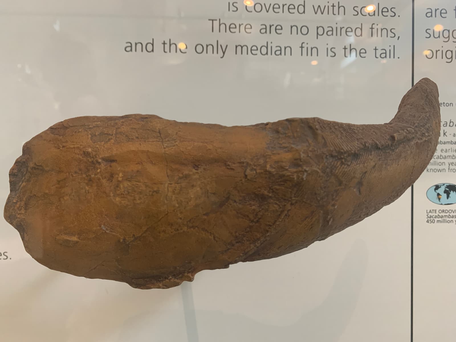 Photograph of an American Museum of Natural History cast of Sacabambaspis janvieri, showing the broad armored head shield and tapering body.