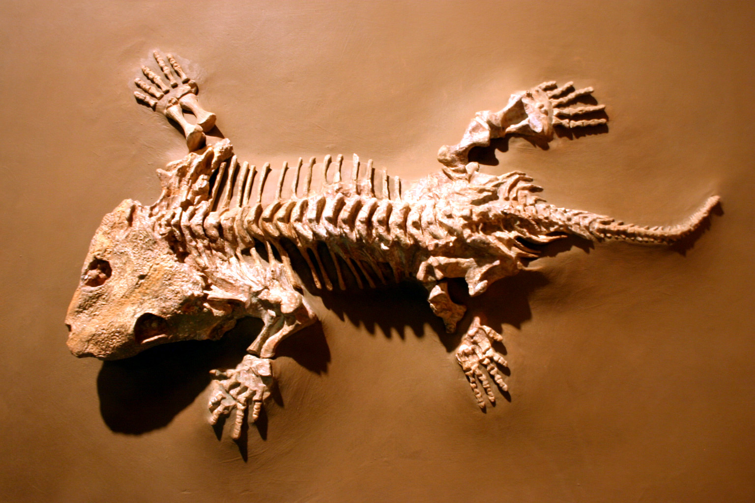Photograph of a Seymouria baylorensis fossil skeleton mounted flat in a museum display, showing a broad skull, stout limbs, ribs, vertebrae, and tail.