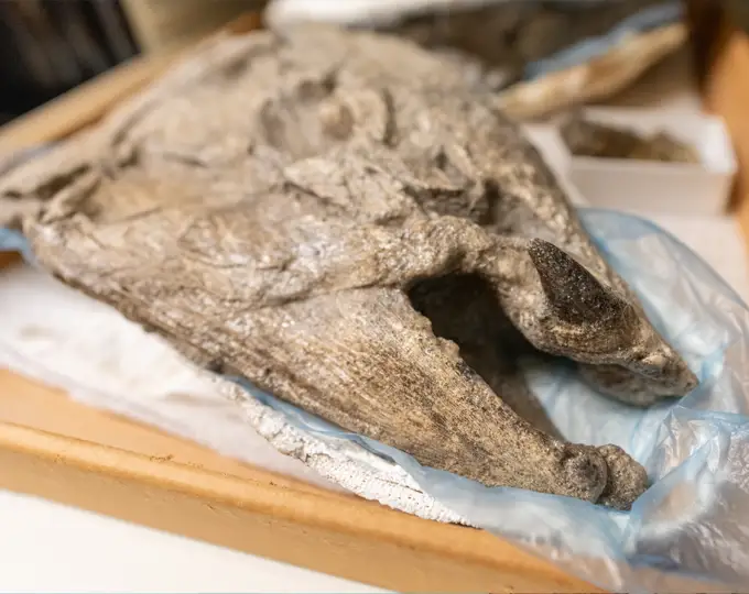 Photograph of a fossil skull of the extinct spike-toothed salmon Oncorhynchus rastrosus resting in a museum storage tray.