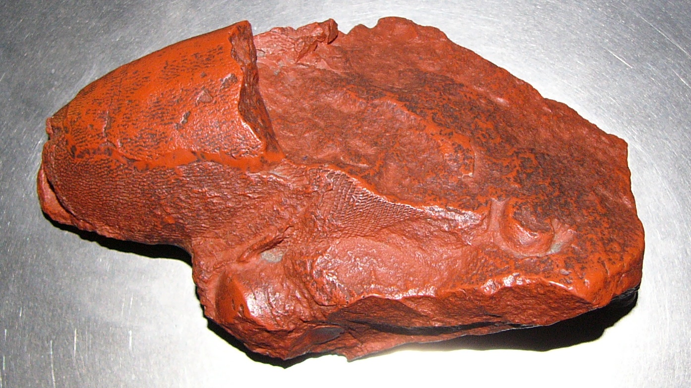伦敦自然历史博物馆一块 Arandaspis prionotolepis 化石板的照片，浅色石面上可见奥陶纪无颌鱼类的甲片遗存。