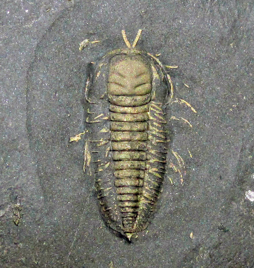 Photograph of a pyritized Triarthrus eatoni trilobite fossil on dark shale, with golden antennae and limb traces visible around the body.