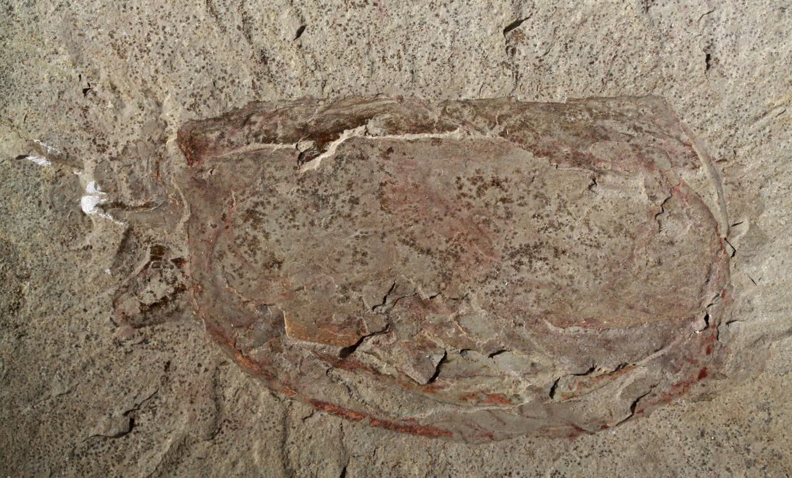 Photograph of a Tuzoia retifera fossil specimen from the Burgess Shale, showing a compressed bivalved carapace with faint head and appendage traces on pale rock.