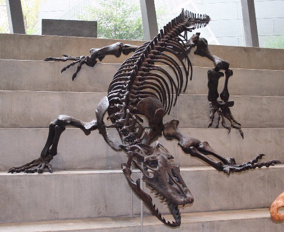 Photograph of a Varanus priscus skeleton mounted at Melbourne Museum, with the skull, ribcage, limbs, and long tail visible on a stepped display.