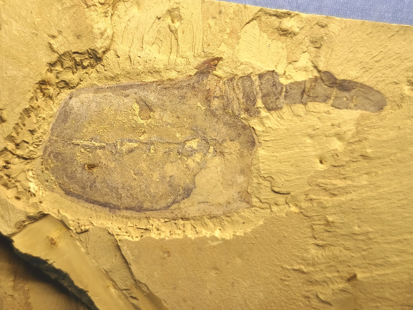 Photograph of a Vetulicola cuneatus fossil from the Chengjiang biota, showing a broad anterior body and segmented posterior region.