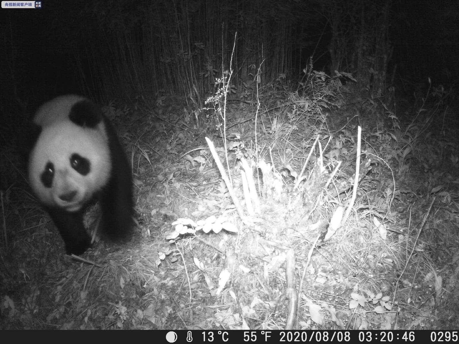 四川竹林中，自动触发红外相机拍到一只野生大熊猫走近镜头的夜视画面。