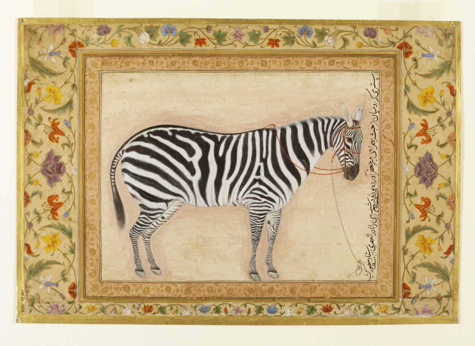 Mansur's 1621 painting of a zebra in right-facing profile, tethered in red against pale paper and surrounded by a floral album border.