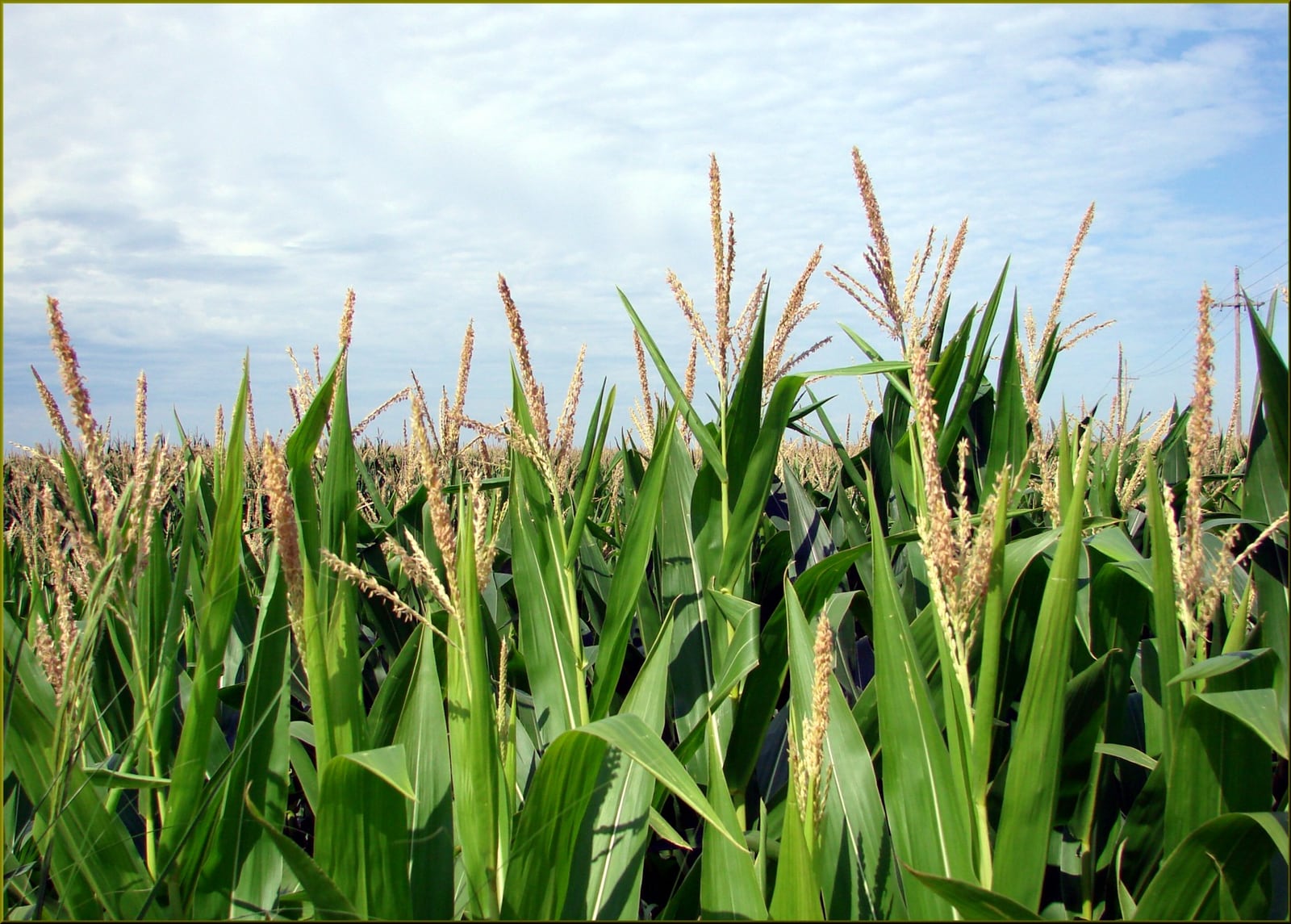 Tasseled field corn in northwest Iowa beneath a pale summer sky.