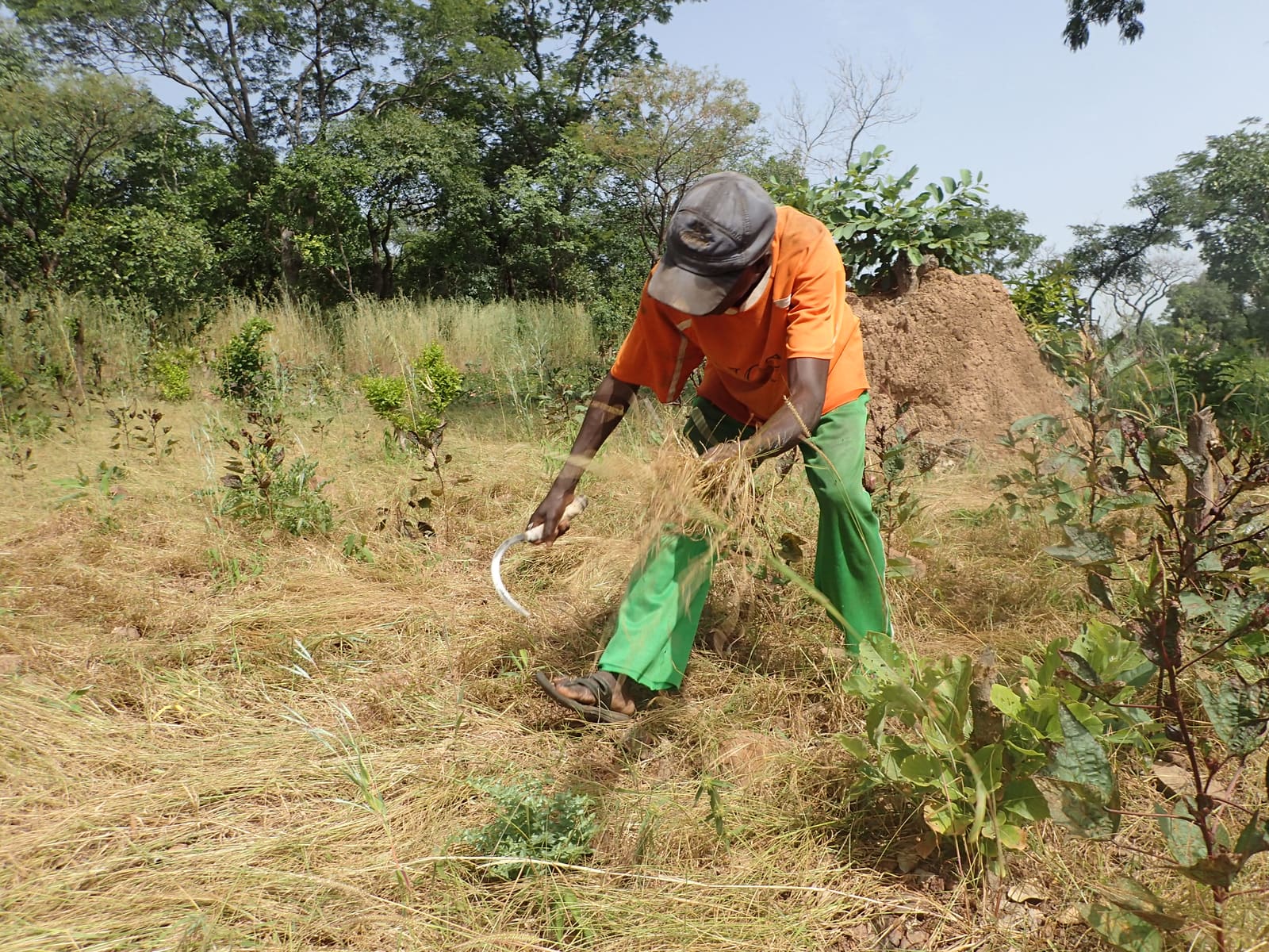 Amadou Diallo bends over a fonio field while harvesting the grain with a sickle near Tumania, Senegal.