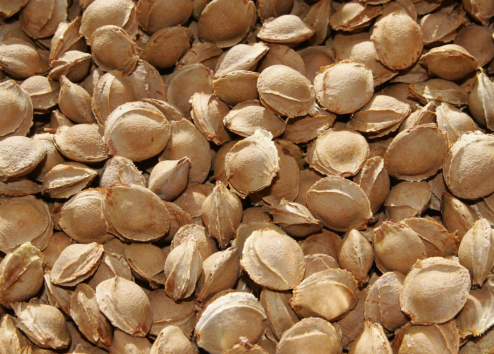 Close-up photograph of pale apricot seeds piled together.