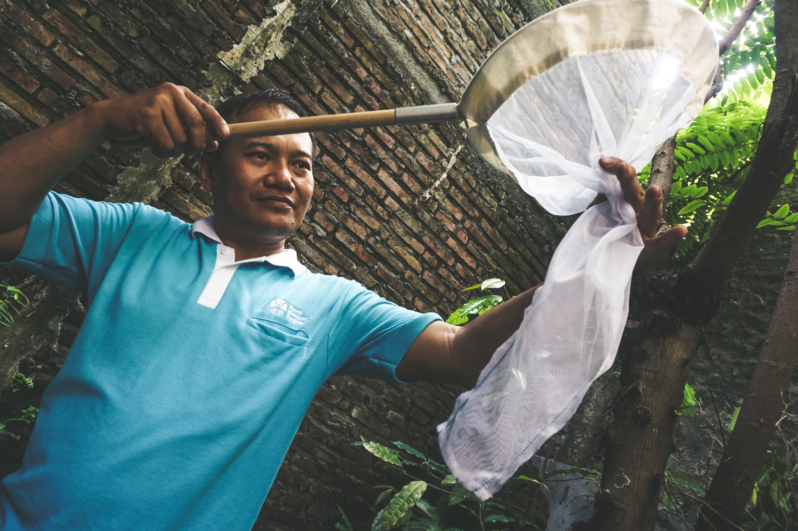 World Mosquito Program field worker in a blue shirt holding a white sweep net beneath trees in Yogyakarta.