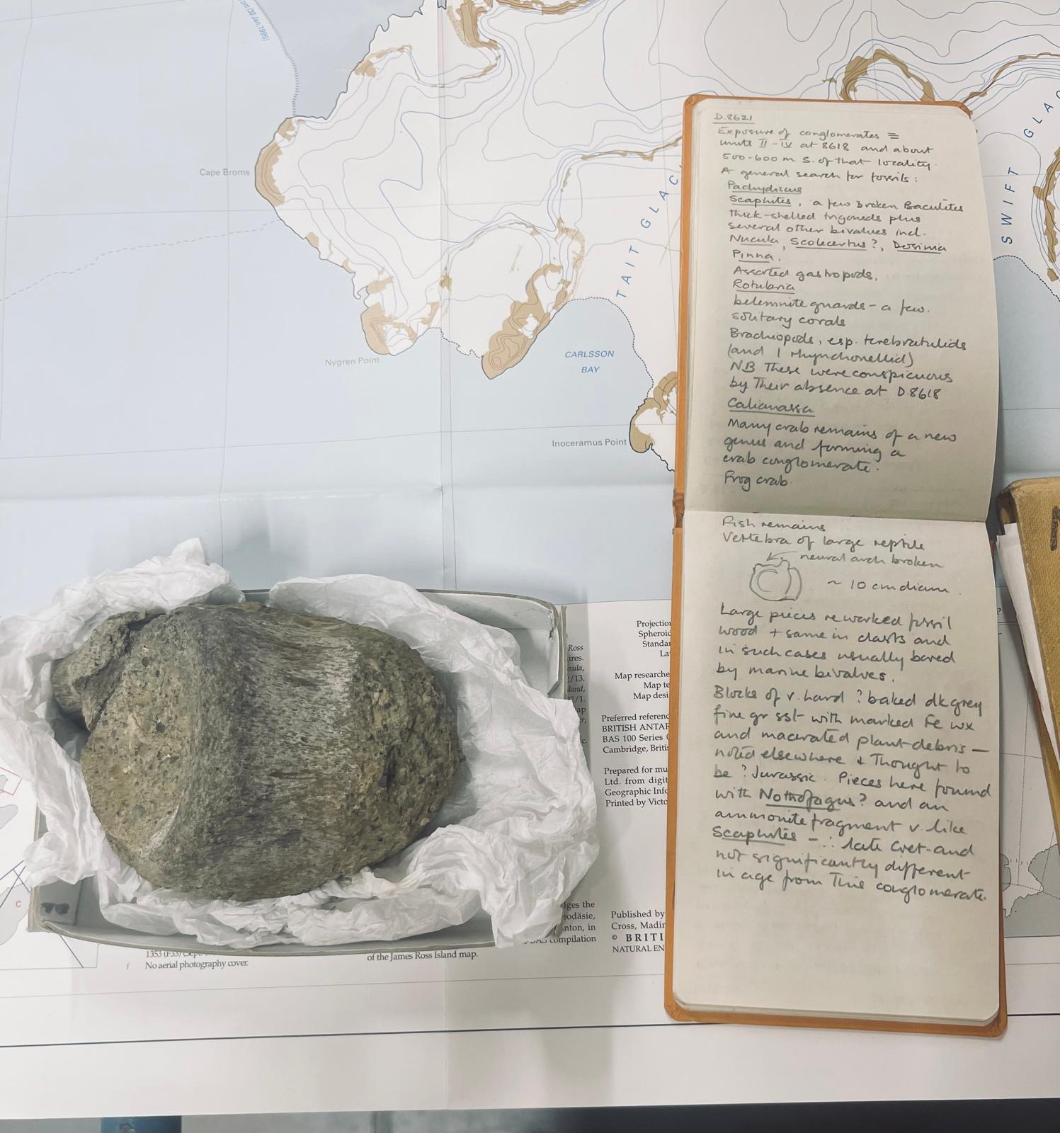 A small brown fossil vertebra beside Mike Thomson's open 1985 geological field notebook, both resting on a map of the Antarctic Peninsula.