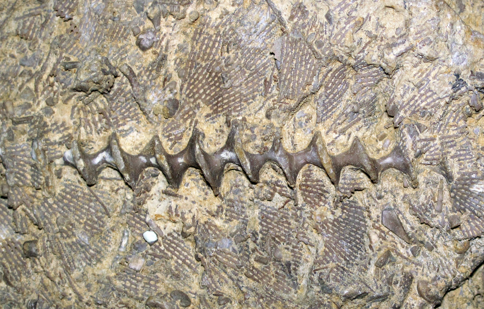 Photograph of an Archimedes bryozoan fossil in limestone, with a dark corkscrew-shaped axis and fragments of fine latticework visible in the surrounding rock.