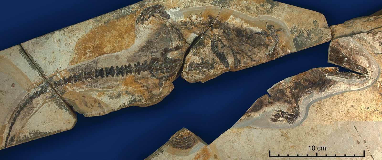Photograph of the Castorocauda lutrasimilis holotype across several pale fossil slabs on a dark blue background, showing the flattened skeleton, long tail, and dark soft-tissue traces.