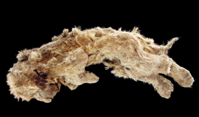 Photograph of Sparta, a mummified cave lion cub from Siberian permafrost, shown in lateral view with fur and body outline preserved.