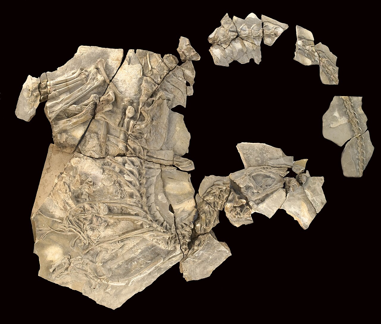 Photograph of the Concavenator corcovatus fossil slab from Las Hoyas, showing the articulated theropod skeleton and the raised pre-hip back region in pale limestone.
