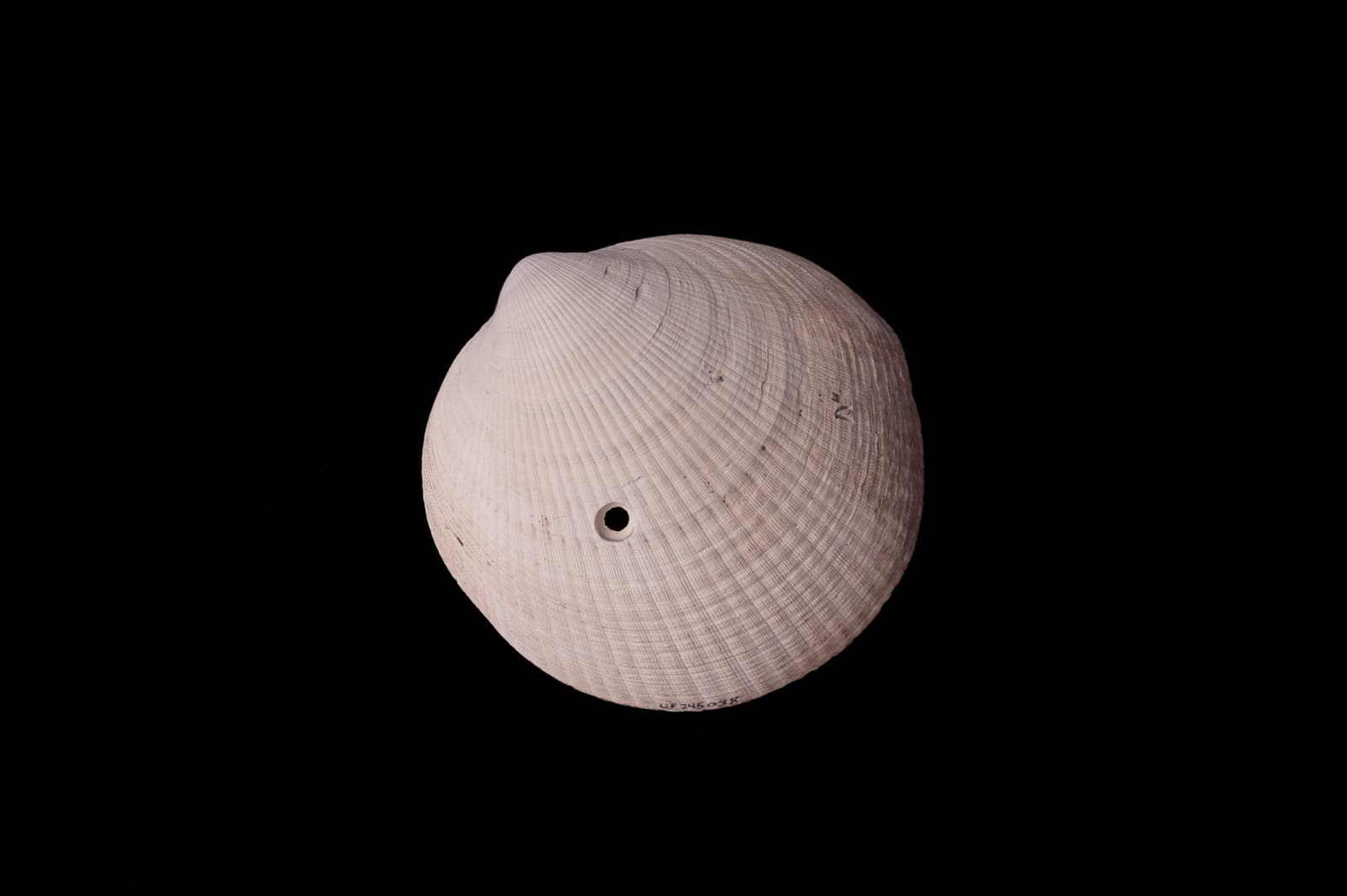 Close photograph of a ridged fossil Glycymeris bivalve shell with a clean circular hole bored through one valve.