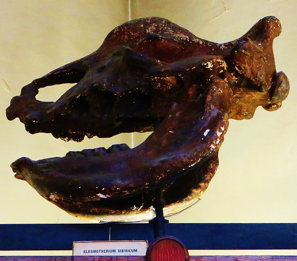巴黎 Musee d'Histoire Naturelle 展出的一件 Elasmotherium sibiricum 化石头骨侧面照片，可见拉长的头骨、厚重的颌部和隆起的颅骨隆突。
