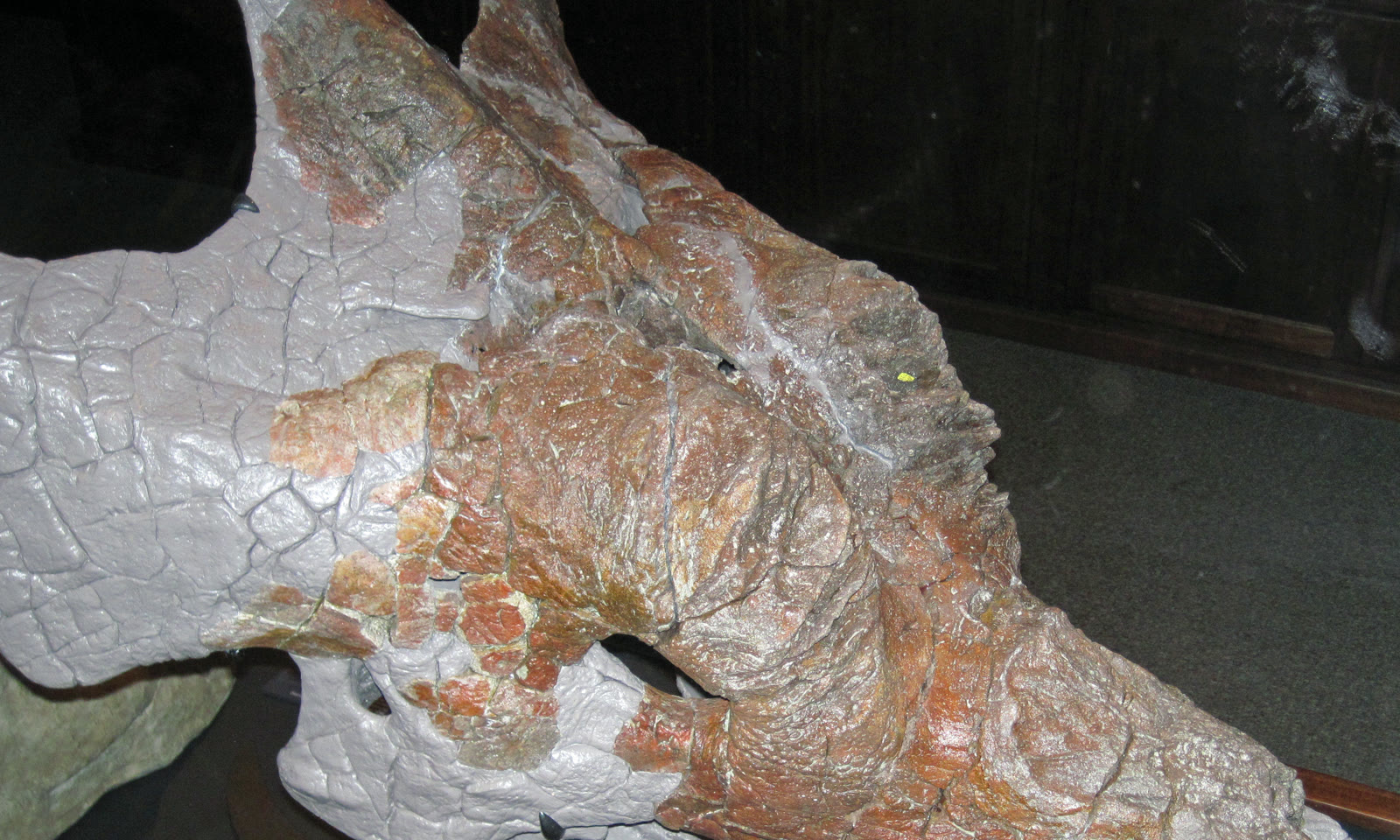 Side view of the partial Achelousaurus horneri holotype skull MOR 485, showing rough bony bosses on the snout and above the eye.