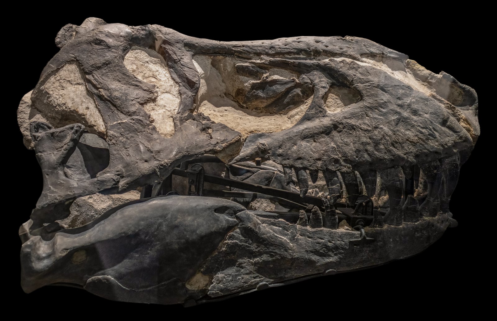 The dark fossilized skull of the Tyrannosaurus rex specimen Black Beauty, photographed in side view against a black background at the Royal Tyrrell Museum.