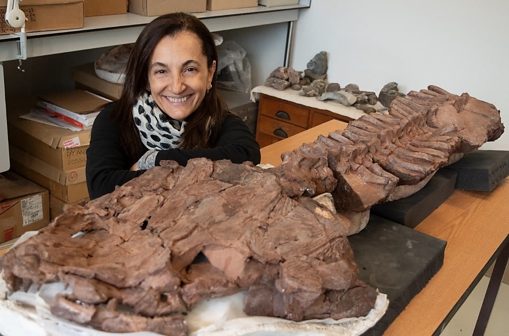 Photograph of Claudia Marsicano beside the prepared Gaiasia jennyae fossil skeleton on a laboratory table in Cape Town.