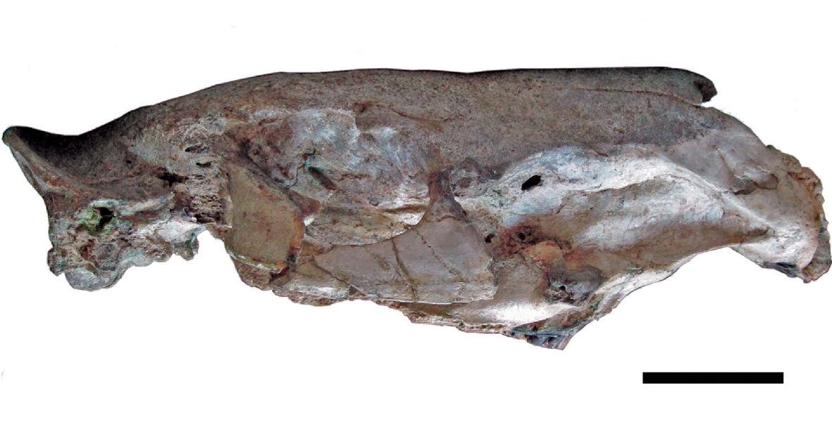 Josephoartigasia monesi 化石头骨右侧视照片，吻部下方有一条黑色比例尺。