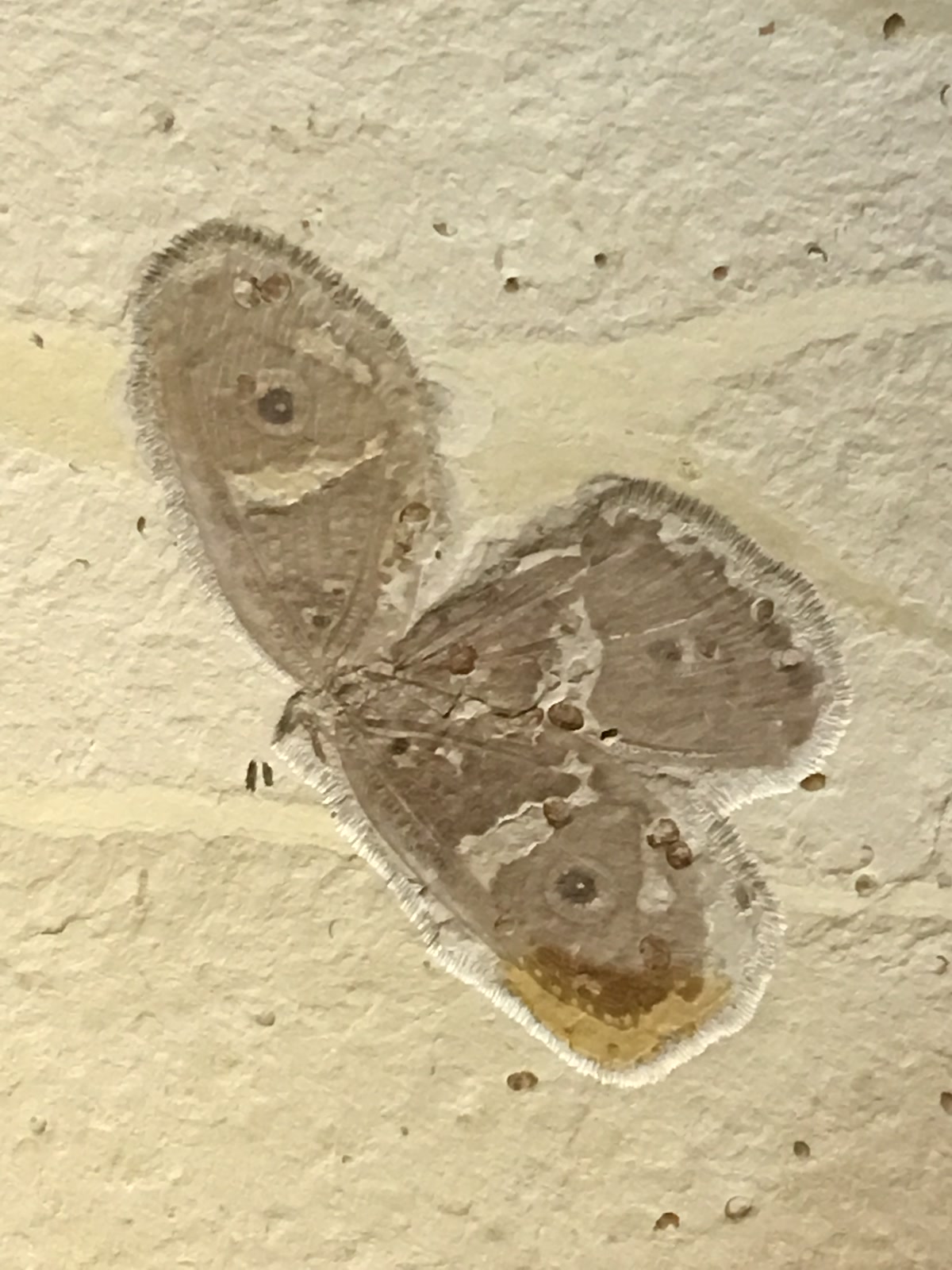 Photograph of a Kalligramma albifasciatum compression fossil on pale stone, with four broad wings and concentric dark eyespots preserved around a faint body.
