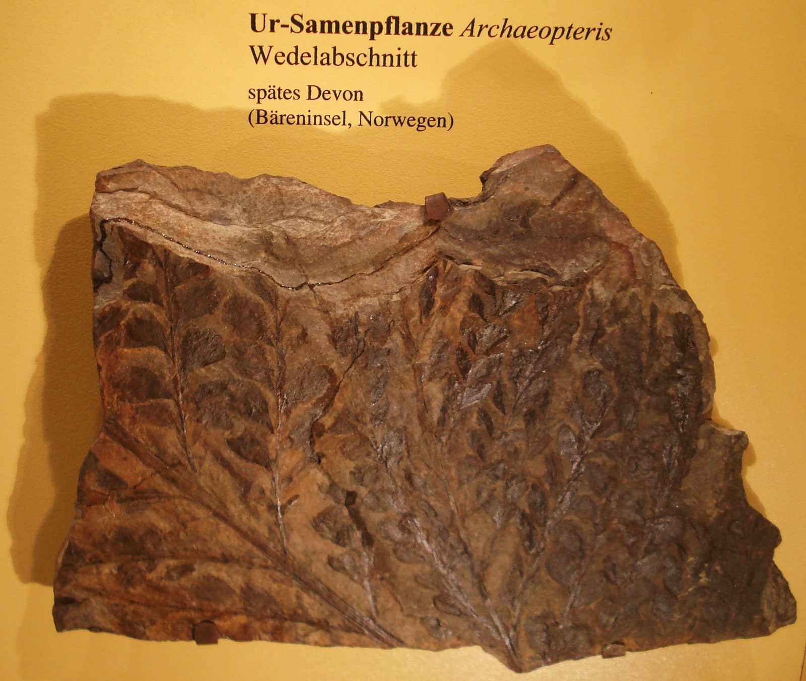 一块棕色石板保存着古羊齿属（Archaeopteris）的部分叶体，陈列在黄色博物馆背板前，旁边附有德文标本标签。