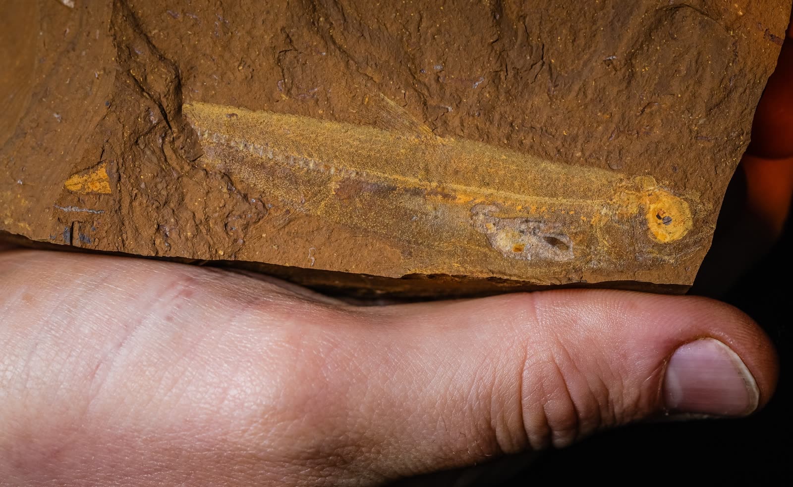 A fossil Ferruaspis brocksi fish preserved as a gold-brown outline in a rust-colored slab of goethite held in a person's hand.