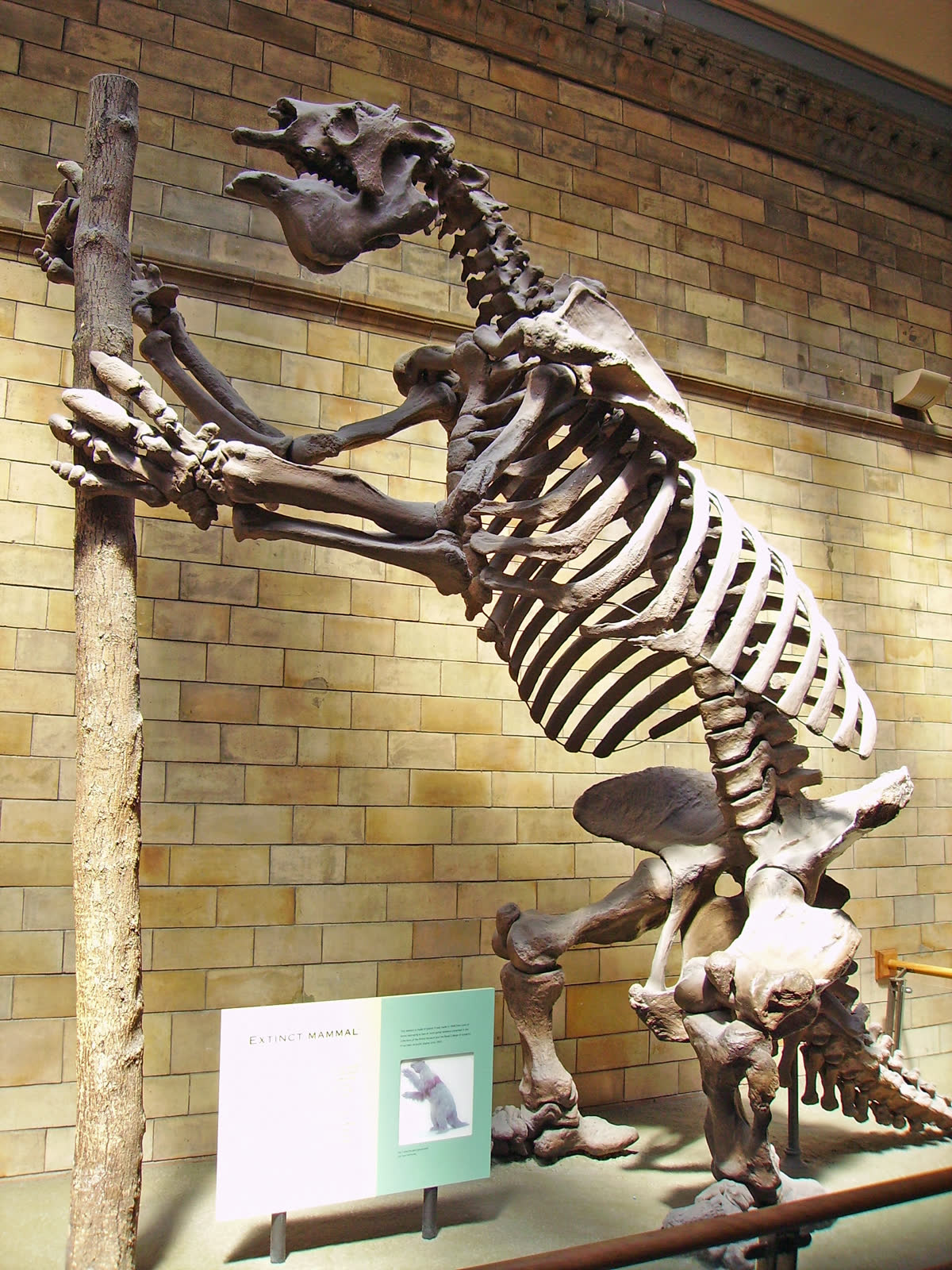 伦敦自然史博物馆中一具 Megatherium americanum 骨架直立装架的照片，前肢抬起，靠近树状支撑。