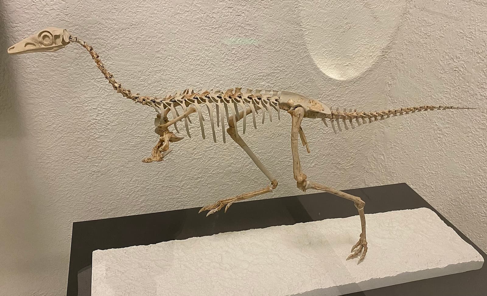 Photograph of a Mononykus skeletal mount at the American Museum of Natural History, showing long hind limbs and extremely short forelimbs beneath the chest.
