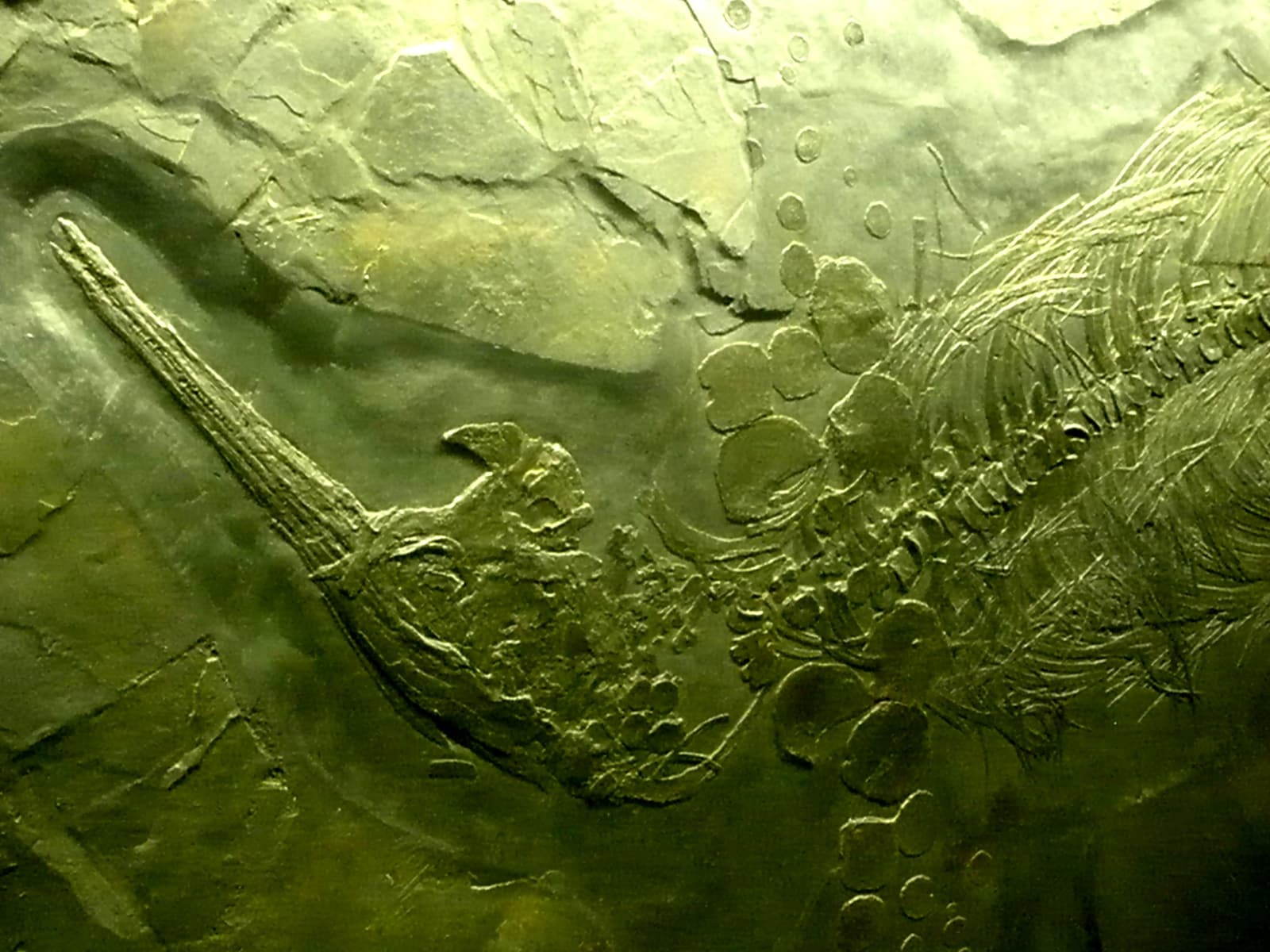 Close-up photograph of a Besanosaurus leptorhynchus fossil slab from Monte San Giorgio, showing long-snouted skull and rib details preserved in dark rock.