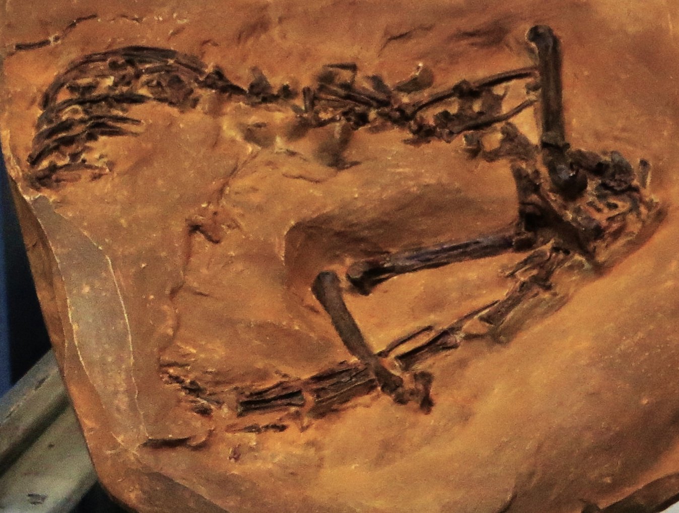 博物馆展架上一具 Ptilodus kummae 多瘤齿兽化石骨架照片，浅色展陈背景前可见头骨、脊柱、四肢和长尾。