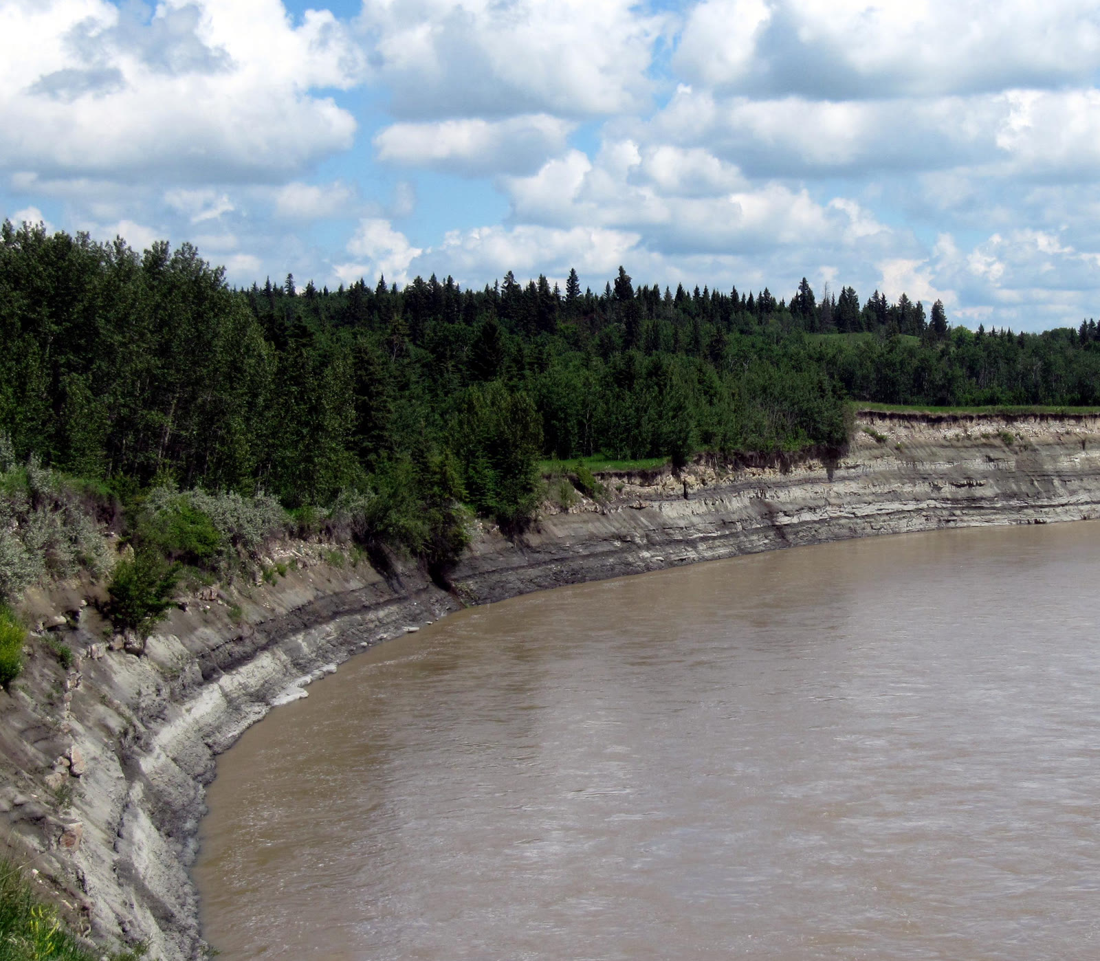 Layered grey mudstones and siltstones of the Paleocene Paskapoo Formation curve along the Red Deer River below a forested bank.