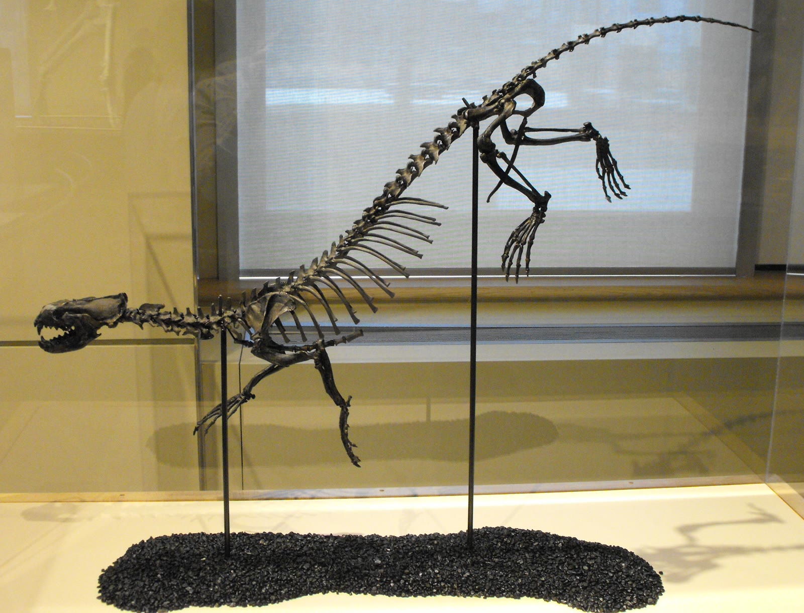 Photograph of a mounted Puijila darwini skeleton in a museum display case, including its skull, long spine and tail, and four limbs.