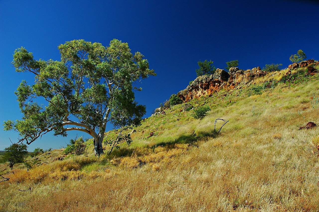 Photograph of the grassy limestone outcrop at D Site in the Riversleigh World Heritage Area in northwest Queensland.
